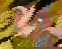 Irukandji Shark and Ray Encounters