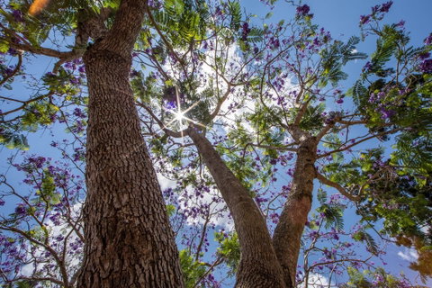 John Scott Park - Gold Coast Attractions 1