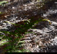 Langwarrin Flora and Fauna Reserve Walking Trails - Gold Coast Attractions