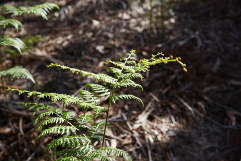 Langwarrin Flora And Fauna Reserve Walking Trails - Gold Coast Attractions 0