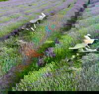 Lavandula Swiss Italian Farm - Gold Coast Attractions