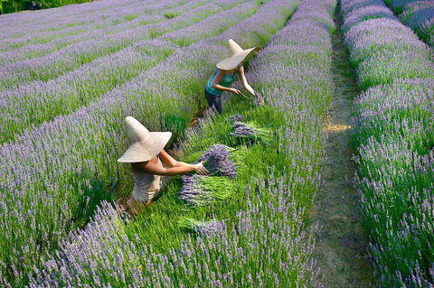 Lavandula Swiss Italian Farm - Gold Coast Attractions 0