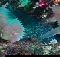 Middle Reef Dive Site - Gold Coast Attractions