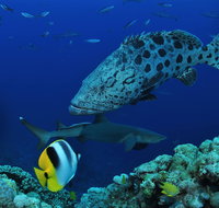 Osprey Reef - Gold Coast Attractions