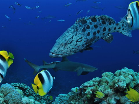 Osprey Reef - Gold Coast Attractions 0