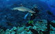 Osprey Reef - thumb 1