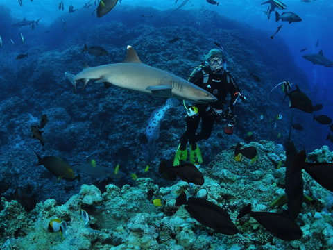 Osprey Reef - Gold Coast Attractions 1