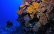 Osprey Reef - thumb 2