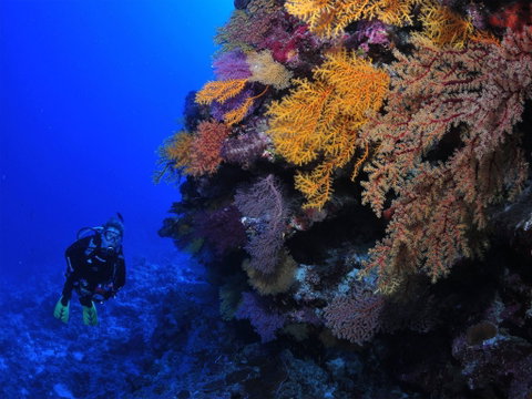 Osprey Reef - Gold Coast Attractions 2