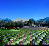 Palmview - Gold Coast Attractions