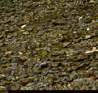 Potoroo Falls picnic area - Gold Coast Attractions