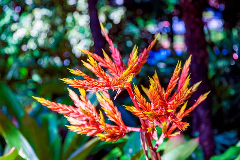 Queens Gardens - Gold Coast Attractions 2