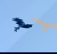 Yanga Lake Red Gum Bird Hide - Gold Coast Attractions