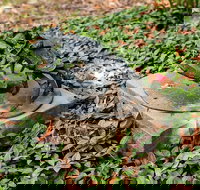 Antony Symons - Retrospective of a Life's Work - Gold Coast Attractions