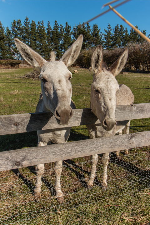 Brickendon Historic Farm And Convict Village - Gold Coast Attractions 2