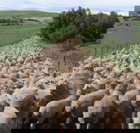 Curringa Farm - Accommodation and Farm Tours - Gold Coast Attractions