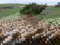 Curringa Farm - Accommodation and Farm Tours