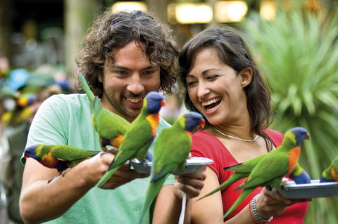 Currumbin Wildlife Sanctuary - Gold Coast Attractions 0