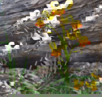 Dawn Atwell Nature Reserve - Gold Coast Attractions