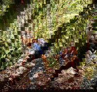 Devils Thumb Manjal Jimalji Trail - Gold Coast Attractions