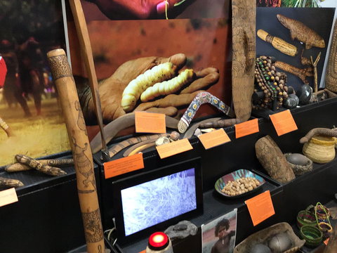 Dingo Dreaming - Gold Coast Attractions 1