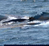 Gerringong Whale Watching Platform - Gold Coast Attractions