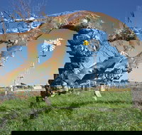 Greenough Leaning Trees - Gold Coast Attractions