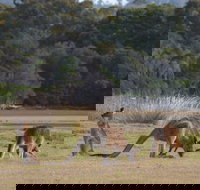 Great Nature Trail - Gold Coast Attractions