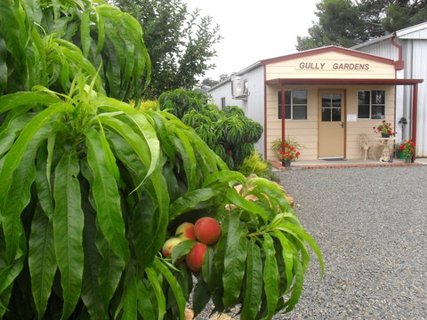 Gully Gardens - Gold Coast Attractions 0