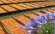 Gully Gardens - thumb 2