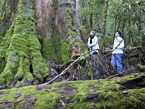 Hastings Caves And Thermal Springs - Gold Coast Attractions 2
