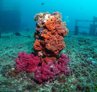 HMAS Brisbane Dive Site - Gold Coast Attractions