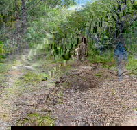 Kangaroo River Walking Track - Gold Coast Attractions