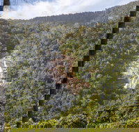 Kearneys Falls - Gold Coast Attractions