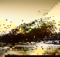 Kinchega Homestead Billabong Walk - Gold Coast Attractions