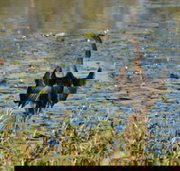 Lake Apex Park - Gold Coast Attractions