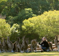 Lone Pine Koala Sanctuary - Gold Coast Attractions