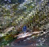 Lyrebird Circuit Walk - Gold Coast Attractions