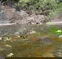 Mount Boss State Forest - Gold Coast Attractions