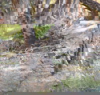 Nyah Vinifera Park - Gold Coast Attractions