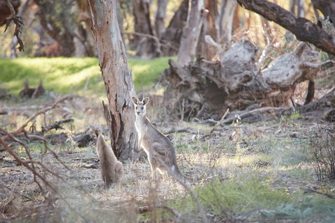 Nyah Vinifera Park - Gold Coast Attractions 0