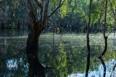 Nyah Vinifera Park - Gold Coast Attractions 2