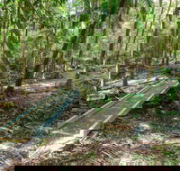 Old Bottlebutt - Gold Coast Attractions