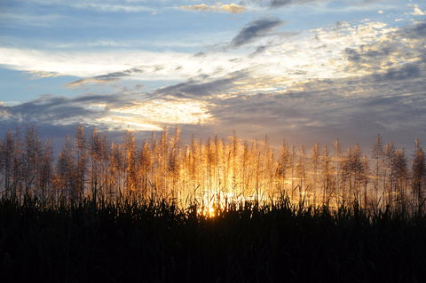 Proserpine - Gold Coast Attractions 1
