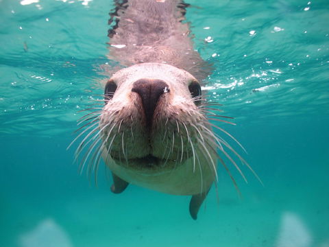Seal Cove - Gold Coast Attractions 0