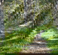 Stoodley Forest Walk and Arboretum - Gold Coast Attractions