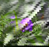 Swainsona Reserve - Gold Coast Attractions