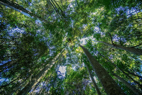 Thylogale Track - Gold Coast Attractions 1