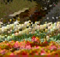 Tulip Top Gardens - Gold Coast Attractions