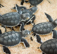 Turtle Nesting Season - Gold Coast Attractions